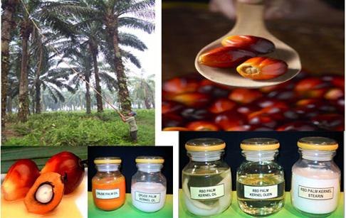 palm kernel fruit and palm oil