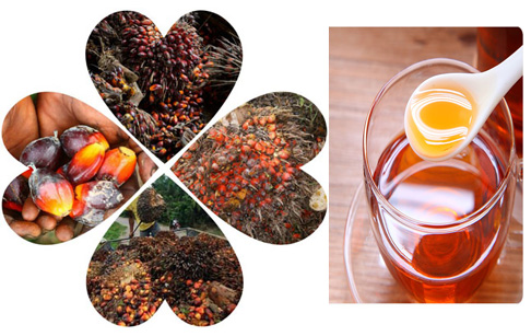 palm oil and palm kernel fruit