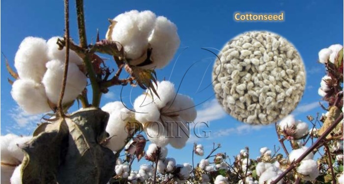 cotton seed